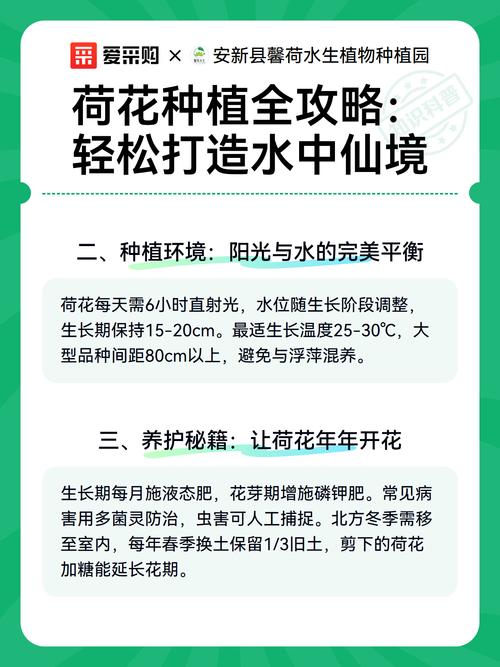 荷花种植全攻略:从选种到开花的操作指南 缓苗期管理(种后怎么照看?)