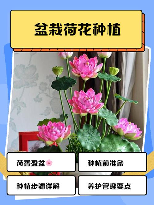 荷花种植全攻略:从选种到开花的操作指南 成活后的早期管理(开花前怎么做?)