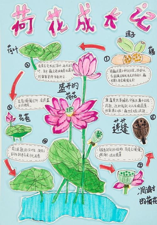 荷花种植全攻略:从选种到开花的操作指南 总结:荷花种植三步走