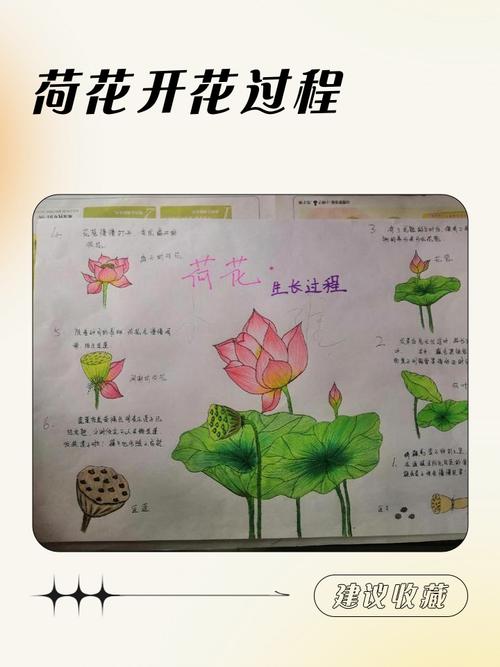 荷花种植全攻略:从选种到开花的操作指南 FAQ