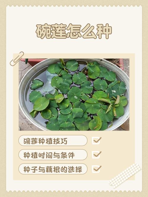 荷花种植全攻略:从选种到开花的操作指南 越冬与扩繁控制(如何安全过冬?)