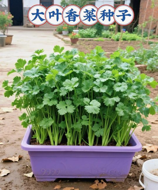 撒种子还是洒种子？园艺播种的正确姿势与区别解析