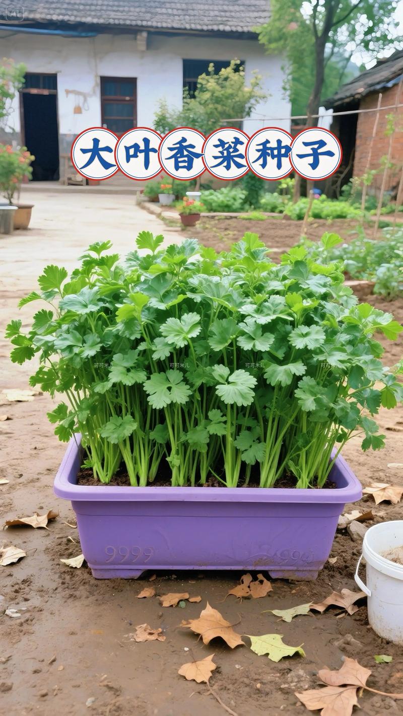 撒种子还是洒种子？园艺播种的正确姿势与区别解析