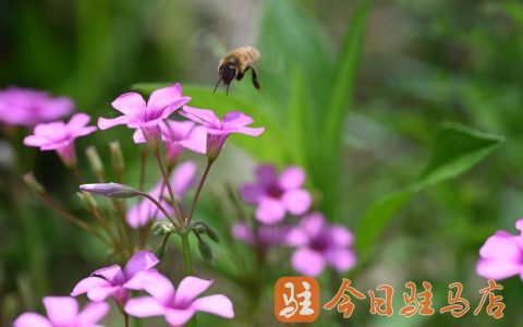三叶草植物价格分析：影响因素与市场参考区间