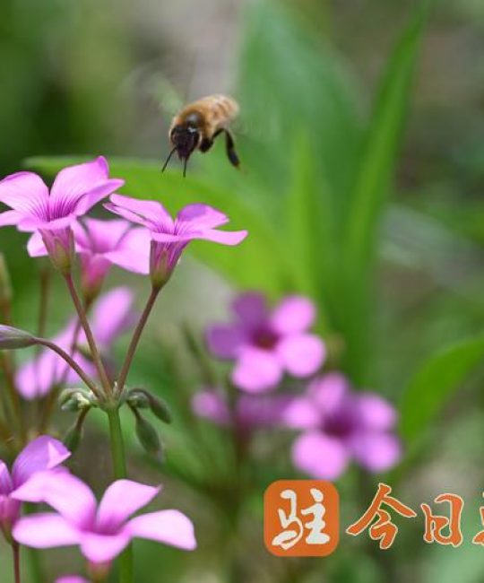 三叶草植物价格分析：影响因素与市场参考区间