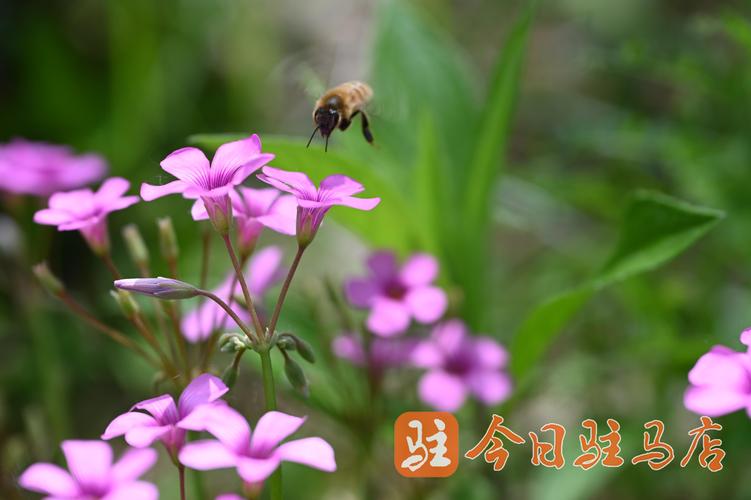 三叶草植物价格分析:影响因素与市场参考区间 价格快速参考