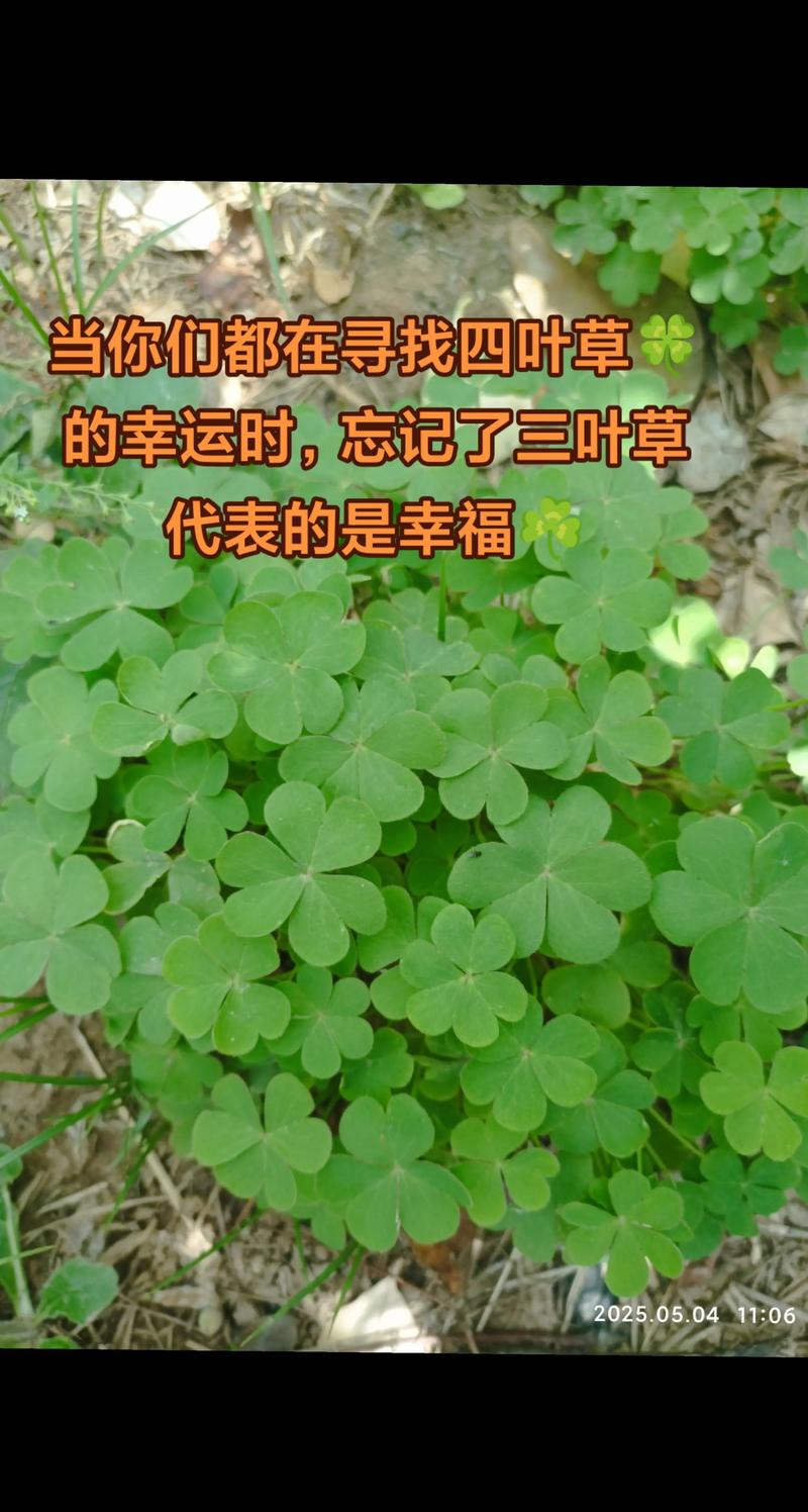 三叶草植物价格分析:影响因素与市场参考区间 产地:区域差异与物流成本
