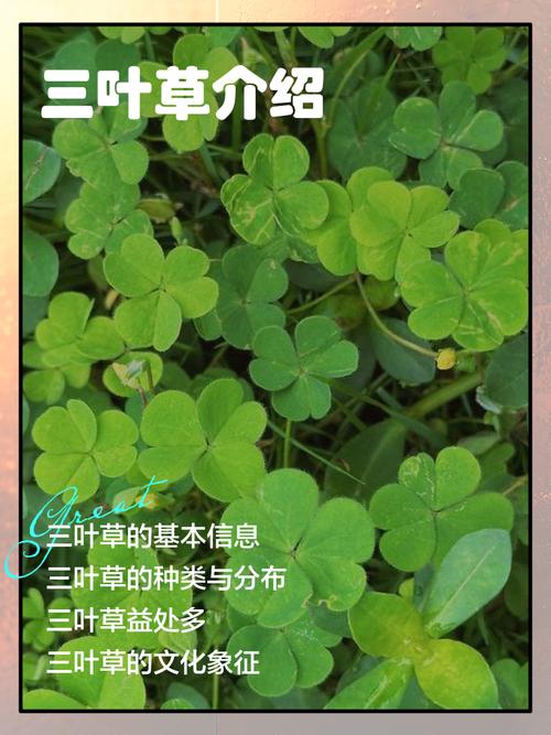 三叶草植物价格分析:影响因素与市场参考区间 价格参考总表