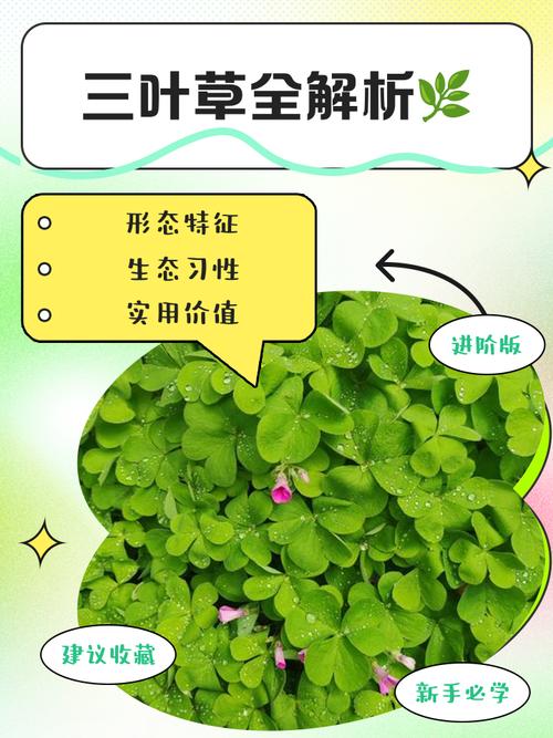 三叶草植物价格分析:影响因素与市场参考区间 运输:物流成本与风险