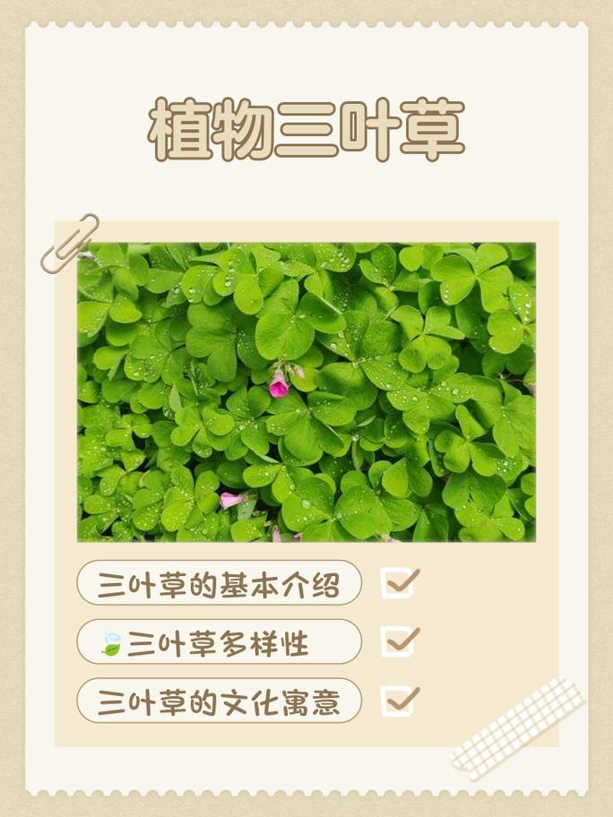 三叶草植物价格分析:影响因素与市场参考区间 咨询指南