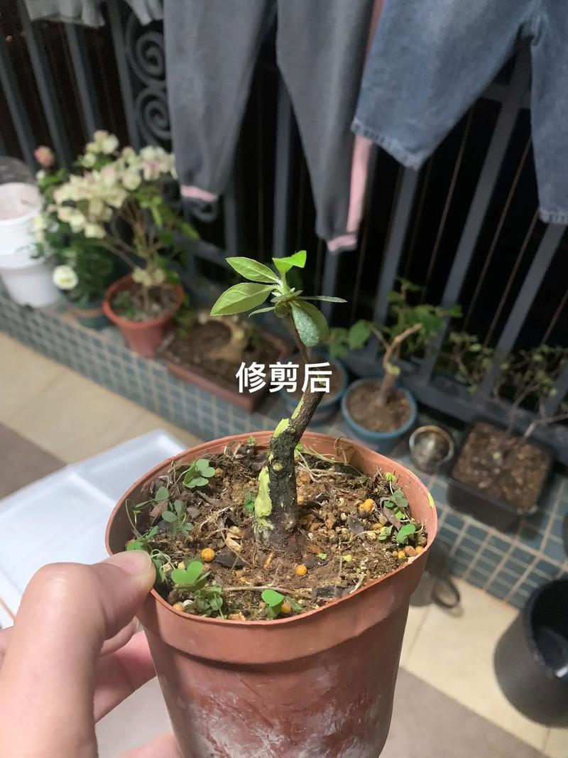换盆：两三年一次，春秋两季进行