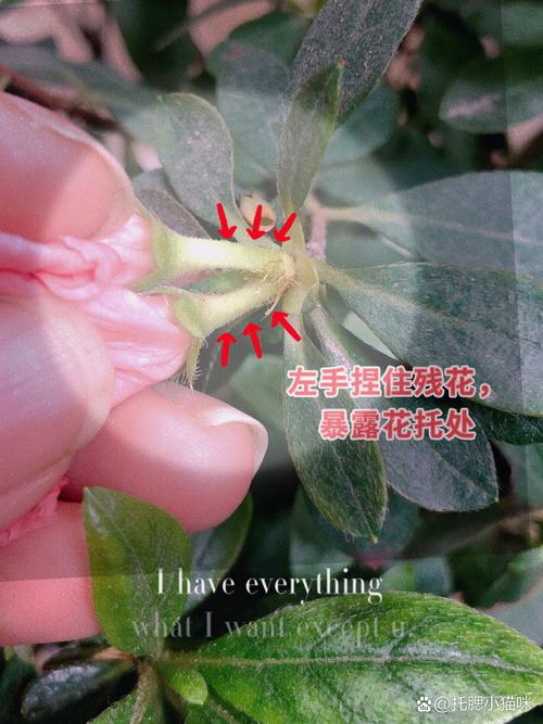光照：半阴养护，避开暴晒
