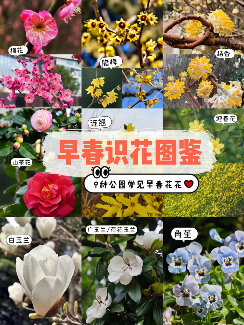 山杏花：草原上的第一抹胭脂