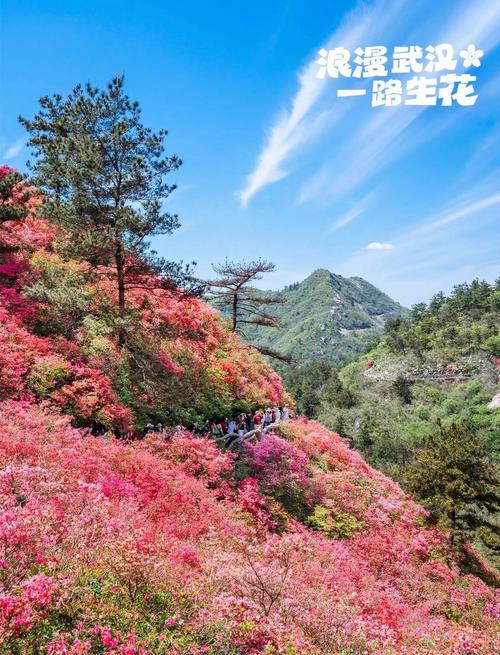 春季赏花小贴士