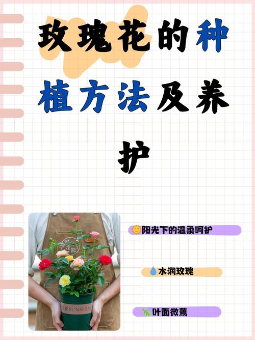 玫瑰花属于植物吗?——从植物学定义到家庭园艺养护全解析 总结:3个核心可执行动作