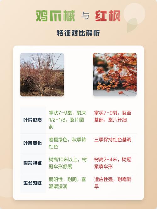 庭院秋色乔木指南:枫树(槭树)叶色、树形与移栽养护全解析 树形与叶色特征