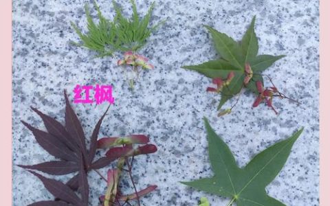 庭院秋色乔木指南：枫树（槭树）叶色、树形与移栽养护全解析