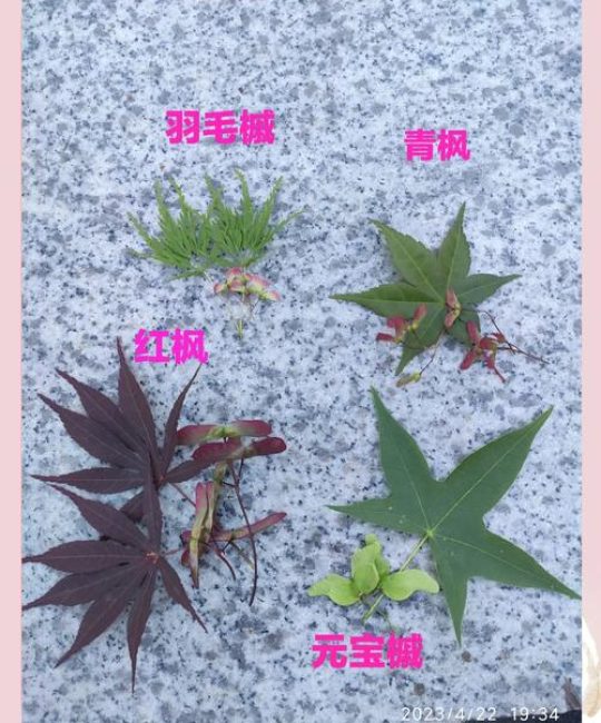 庭院秋色乔木指南：枫树（槭树）叶色、树形与移栽养护全解析