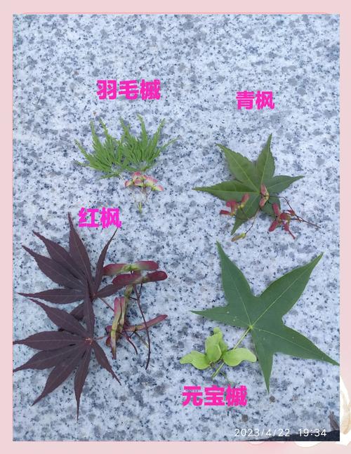 庭院秋色乔木指南:枫树(槭树)叶色、树形与移栽养护全解析 红色枫叶的形态与庭院应用