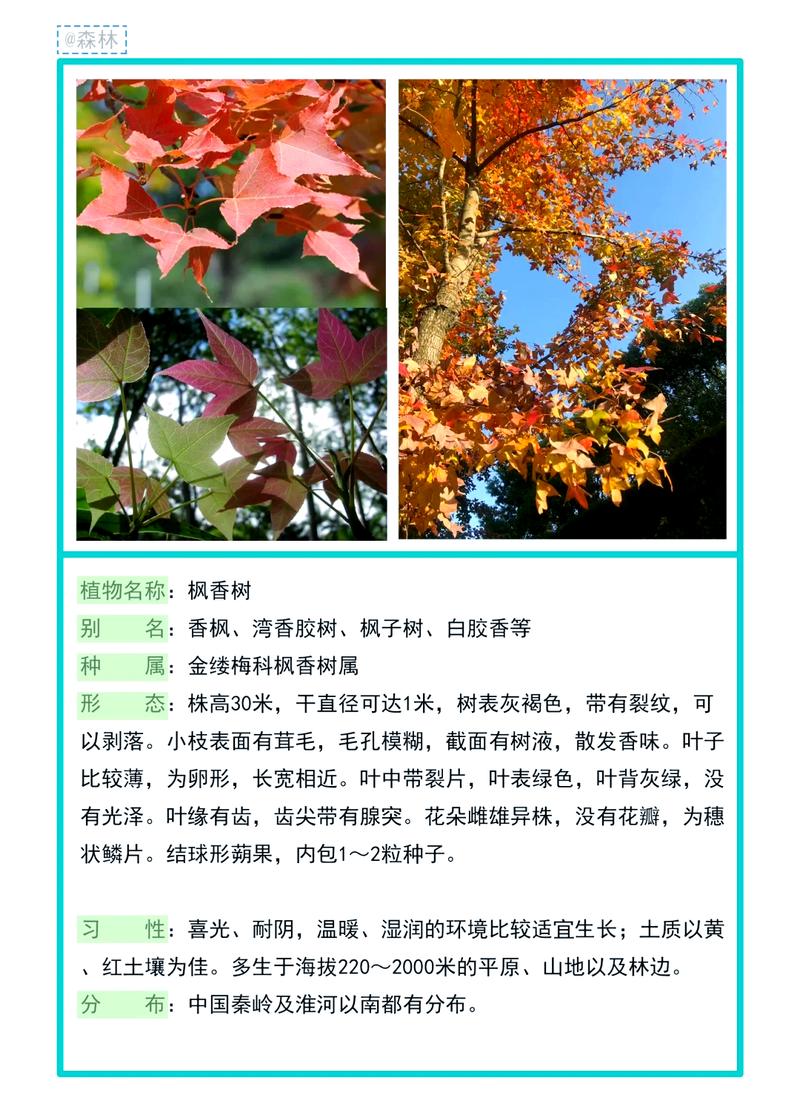 庭院秋色乔木指南:枫树(槭树)叶色、树形与移栽养护全解析 行道树与庭院规格选型