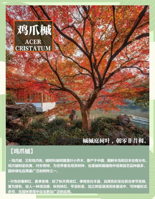 庭院秋色乔木指南:枫树(槭树)叶色、树形与移栽养护全解析 支撑固定系统方案
