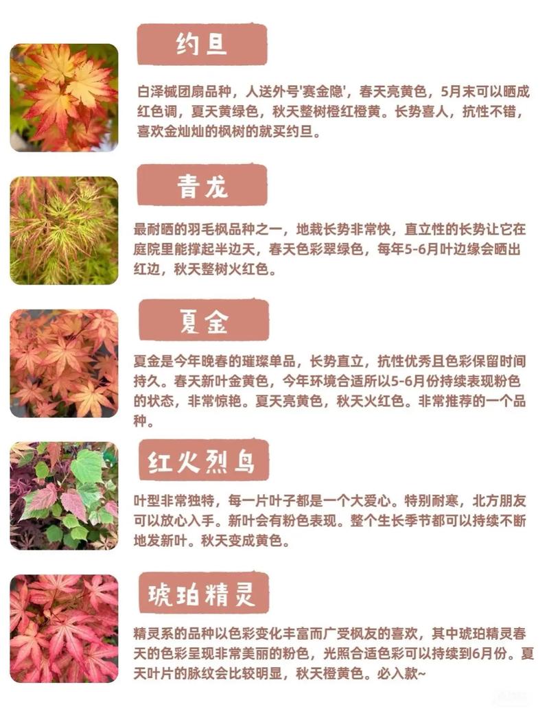 庭院秋色乔木指南:枫树(槭树)叶色、树形与移栽养护全解析 全冠移栽技术详解