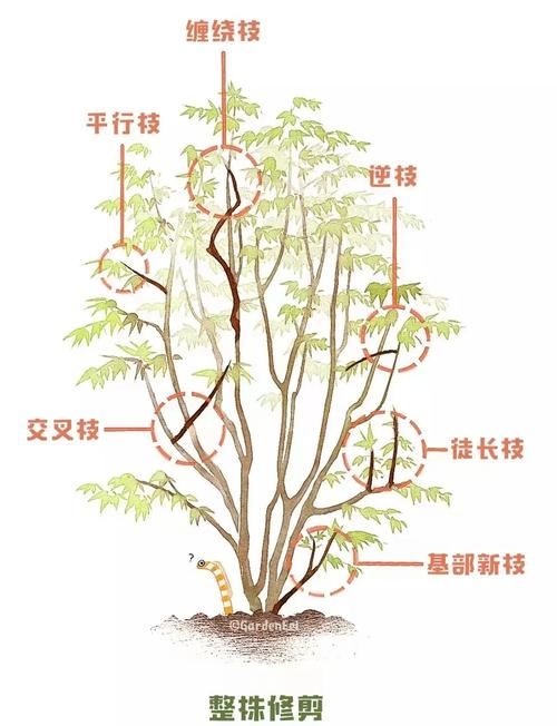 庭院秋色乔木指南:枫树(槭树)叶色、树形与移栽养护全解析 修剪与长期管理