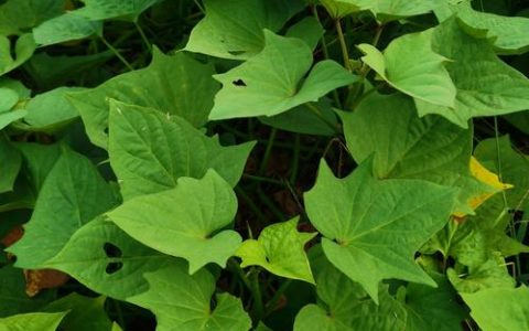 红薯是植物的什么部位？园艺专家详解块根奥秘与栽培技巧