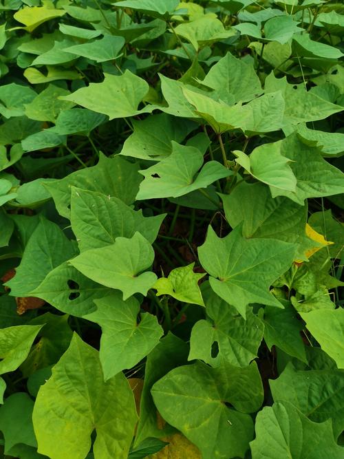 红薯是植物的什么部位?园艺专家详解块根奥秘与栽培技巧 红薯是植物的什么部位?园艺专家详解块根奥秘与栽培技巧