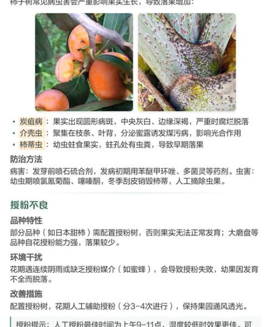 柿子树落果防治全攻略：原因、排查与处理办法