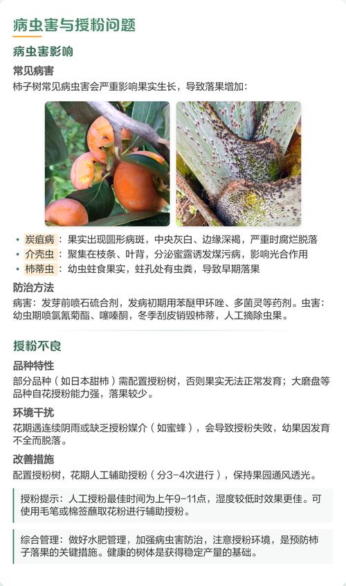 柿子树落果防治全攻略:原因、排查与处理办法 常见原因列表