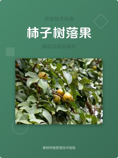 柿子树落果防治全攻略:原因、排查与处理办法 总结验证