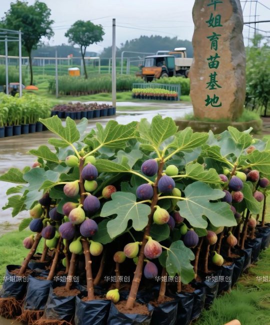 无花果种植最佳时间与全流程技术指南