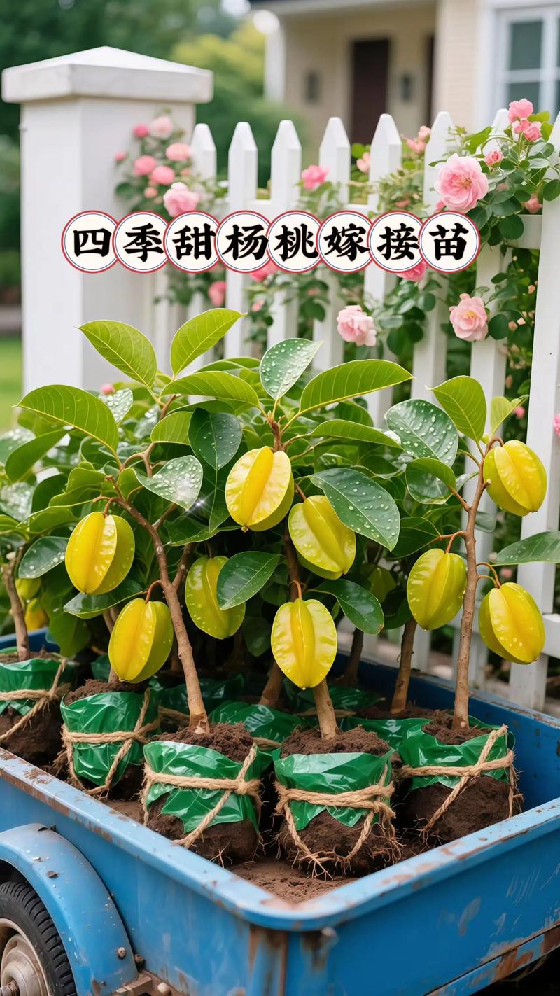 果树嫁接苗优选与种植指南:嫁接苗比实生苗早结果2-3年,成活率可达85%以上 春季枝接和秋季芽接是两种主流嫁接方法,成活率可达85%以上