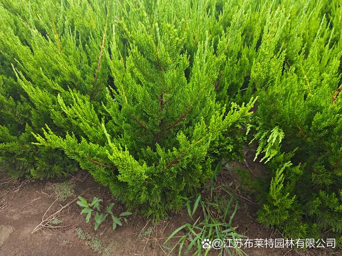 冬季不落叶,四季有绿荫:这5种常绿高大乔木,你家能种吗? 生长习性:常绿 ≠ 北方都能露地越冬