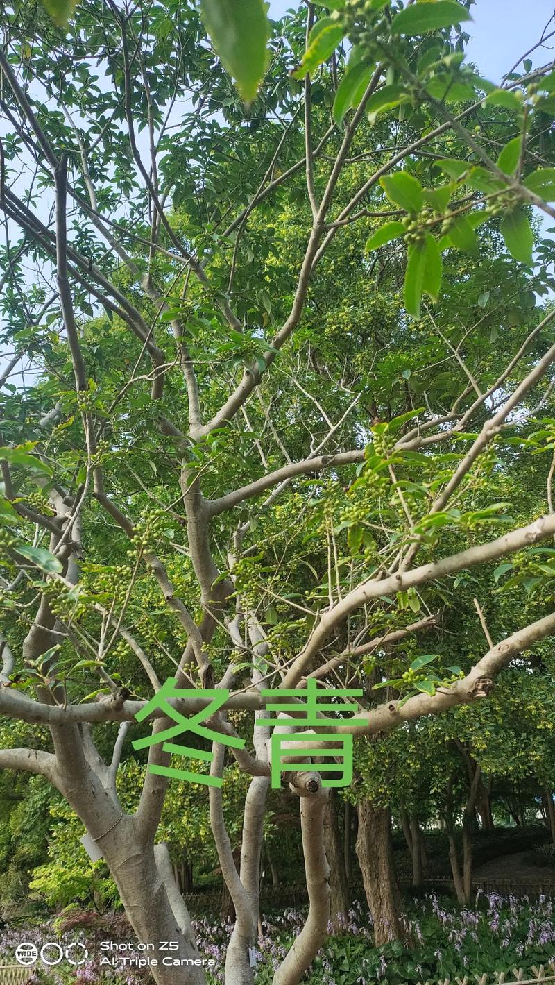 冬季不落叶,四季有绿荫:这5种常绿高大乔木,你家能种吗? 耐寒耐热指标:数据说话,拒绝“能种”的模糊表述