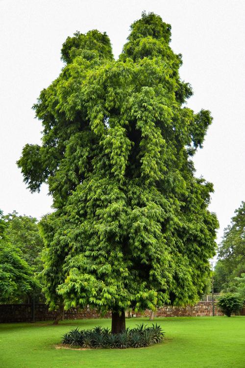 冬季不落叶,四季有绿荫:这5种常绿高大乔木,你家能种吗? 南北种植差异化建议:别让“买错树”毁了你的院子