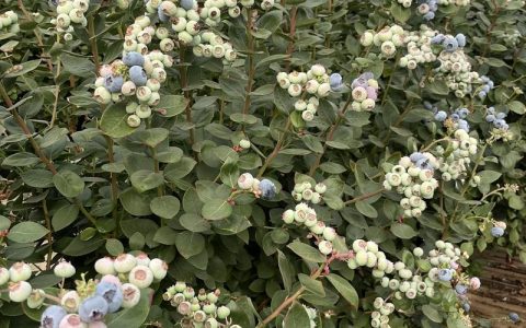 蓝莓苗最建议买的三个品种及家庭种植全攻略