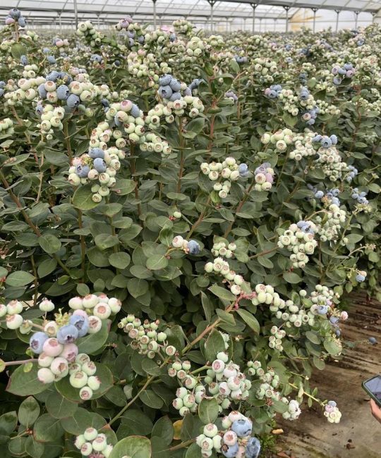 蓝莓苗最建议买的三个品种及家庭种植全攻略