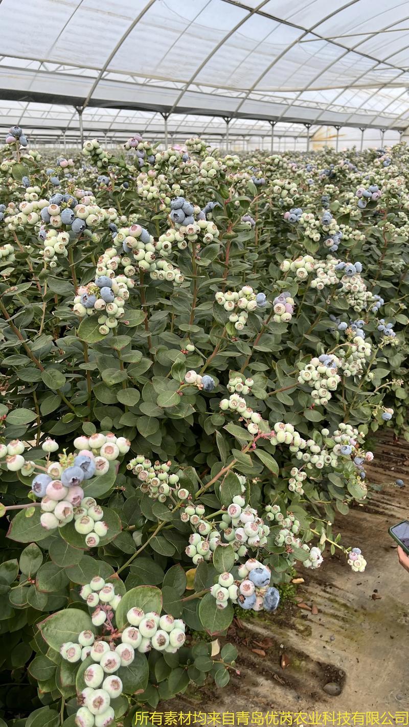 蓝莓苗最建议买的三个品种及家庭种植全攻略
