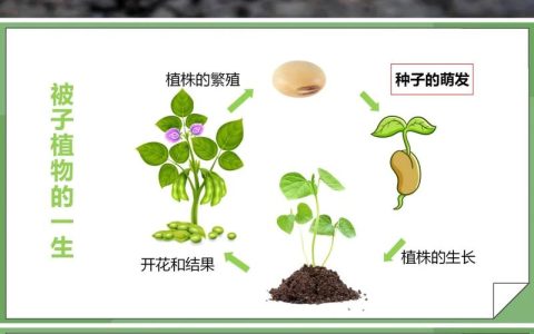 种子为什么会发芽？——从科学原理到精准育苗的实操逻辑