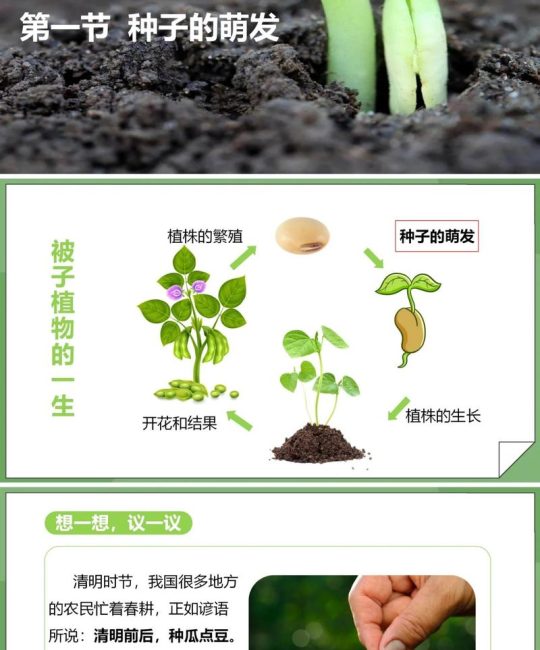 种子为什么会发芽？——从科学原理到精准育苗的实操逻辑