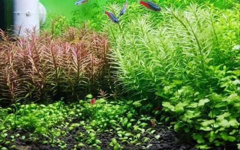 户外水缸养什么水草？这5种挺水与沉水植物最易存活，附水质与养护全攻略