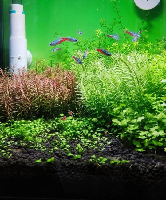 户外水缸养什么水草？这5种挺水与沉水植物最易存活，附水质与养护全攻略