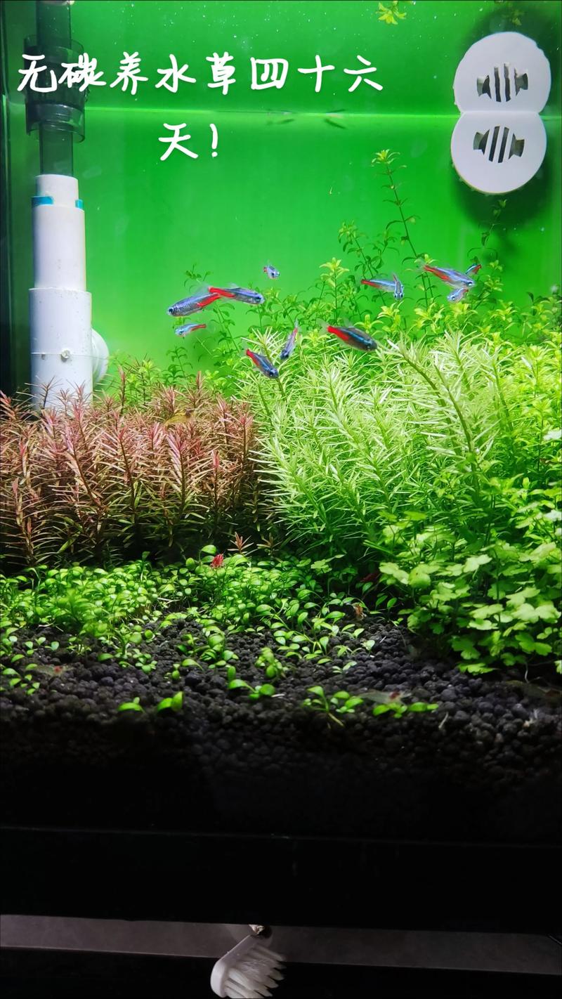 户外水缸养什么水草?这5种挺水与沉水植物最易存活,附水质与养护全攻略 户外水缸养什么水草?这5种挺水与沉水植物最易存活,附水质与养护全攻略