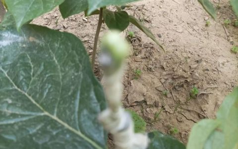 柿子树可以嫁接哪些果树？高效嫁接品种与操作指南