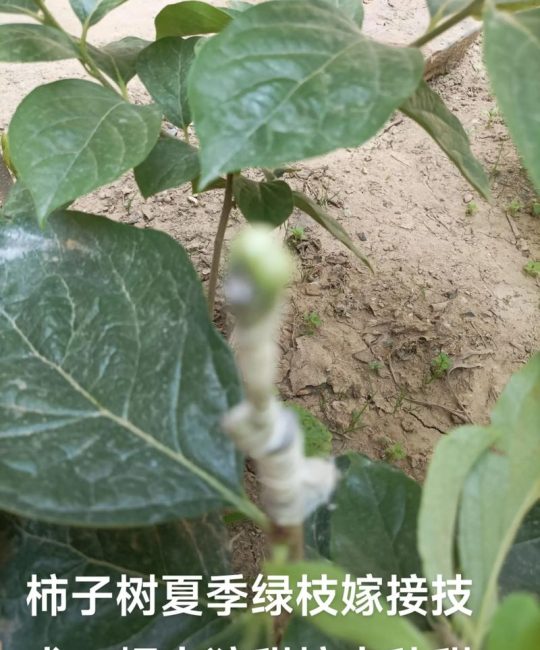 柿子树可以嫁接哪些果树？高效嫁接品种与操作指南