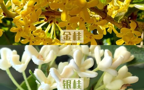 桂花的品种有哪几种？金桂、银桂、丹桂、四季桂全面对比与选购指南