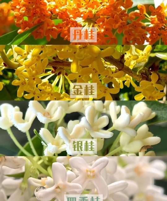 桂花的品种有哪几种？金桂、银桂、丹桂、四季桂全面对比与选购指南
