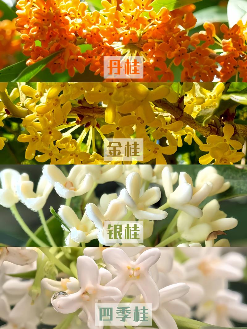 桂花的品种有哪几种?金桂、银桂、丹桂、四季桂全面对比与选购指南 桂花四大品种6维度对比分析